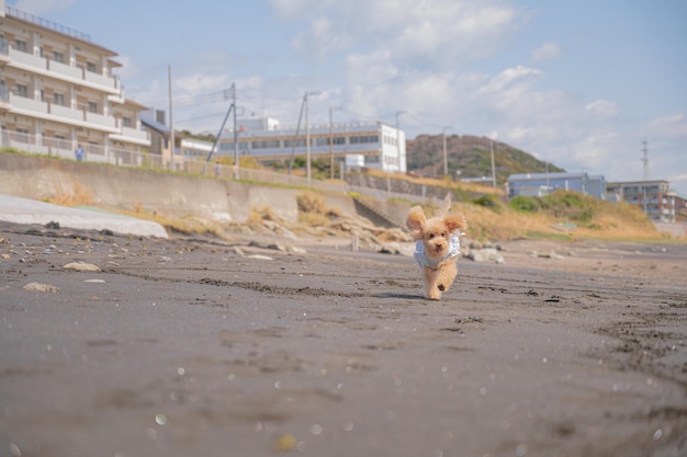 Sea and toy poodle