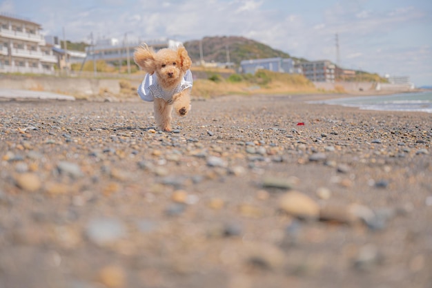 Sea and toy poodle