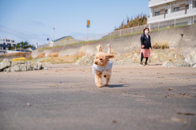 Sea and toy poodle