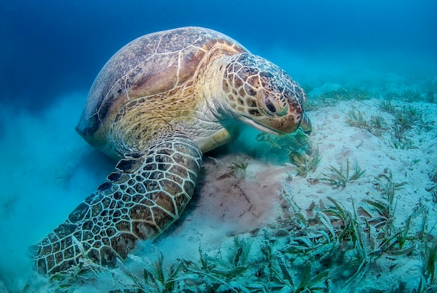 Sea turtle eating at the bottom