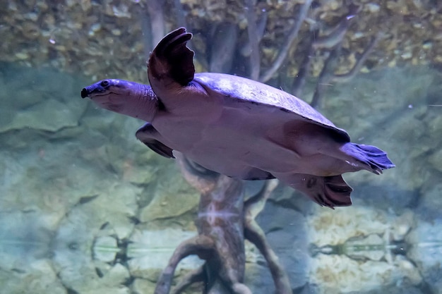 Sea turtle glides in blue ocean Turtle swim underwater