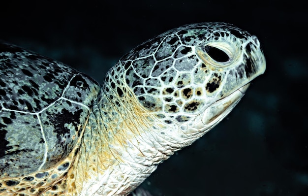 Sea turtle head close up in Marsa Alam, diving in REd Sea, Egypt