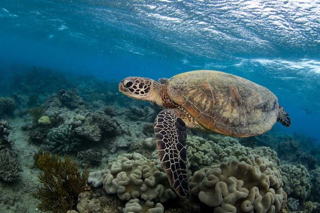 Sea turtle swimming in blue ocean