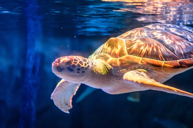 Sea turtle swimming in underwater background. 