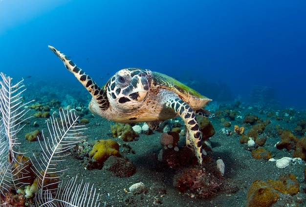 Sea Turtle swims along coral reefs Underwater world of Bali