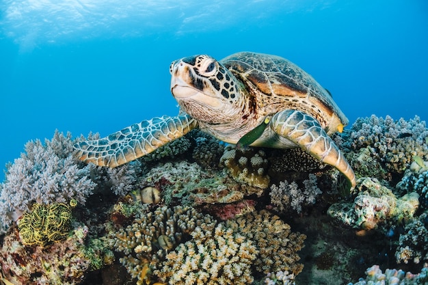 Sea turtle on top of coral in the sea