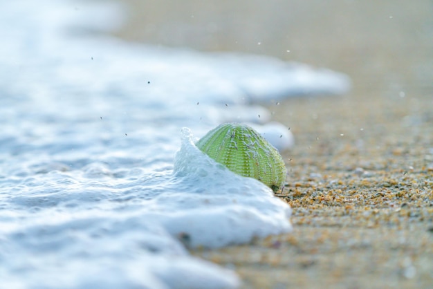 Sea urchin shell on the sand beach with water splash