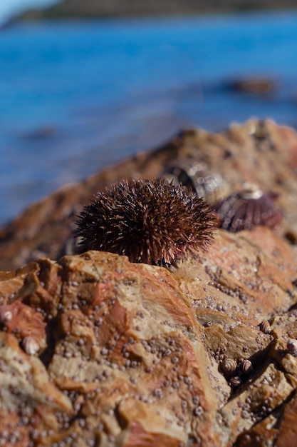 Sea urchin