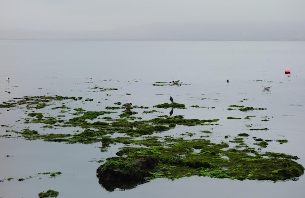 Sea water with seaweed at Paracas village Ica Peru