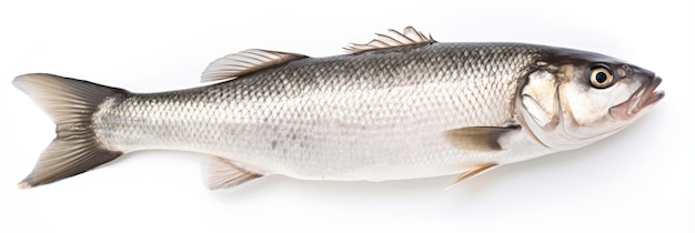 Seabass Fish Isolated on White Background Fresh Seafood in Topview Single Shot