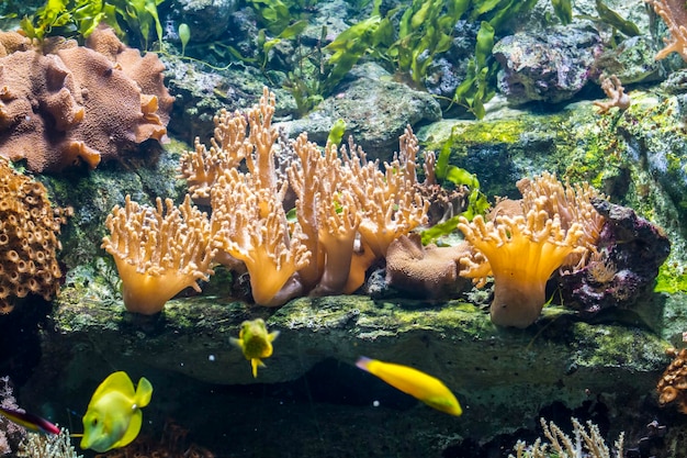 Photo seabed with fish and coral reef