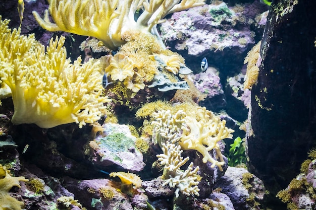 Photo seabed with fish and coral reef