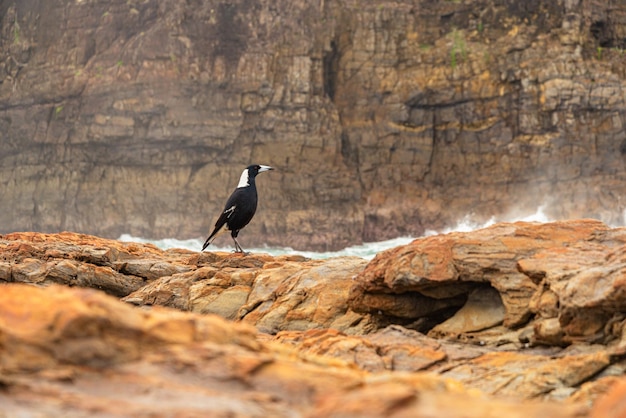 Seabird Standing on Sea Shore Rock in Summer Wildlife Concept