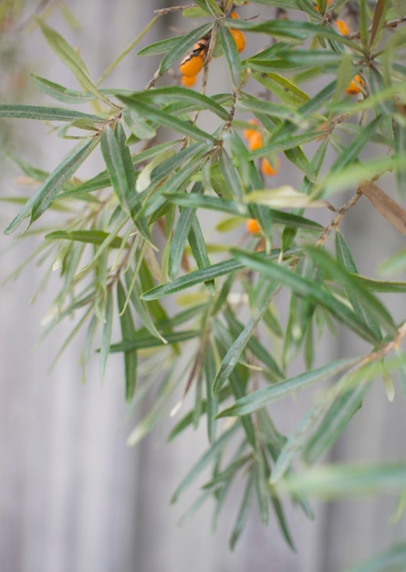 The seabuckthorn berries on the branch