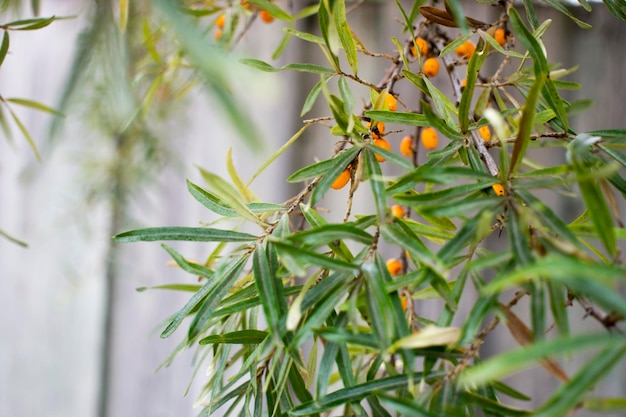 The seabuckthorn berries on the branch