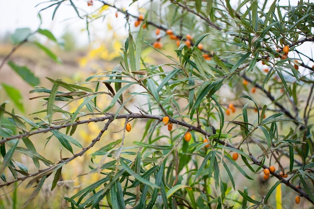 The seabuckthorn berries on the branch