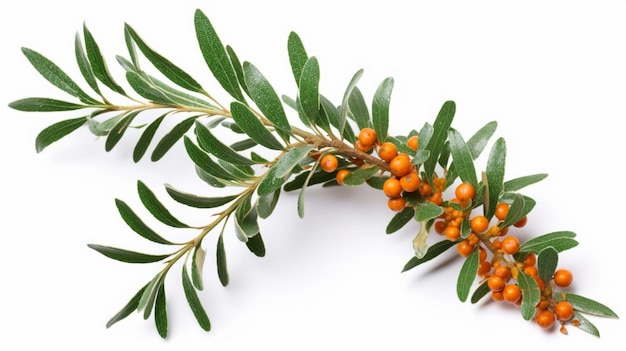 Seabuckthorn isolated on white background