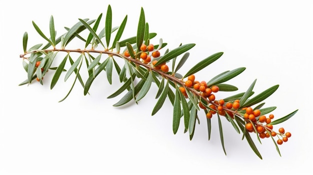 Seabuckthorn isolated on white background