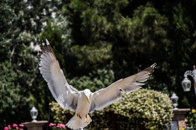 Seagull as sea bird in rose garden