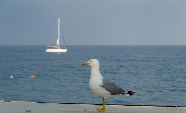 A seagull on the background of the sea and a yacht on a summer day.