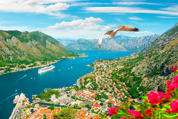 Seagull and bay of Kotor