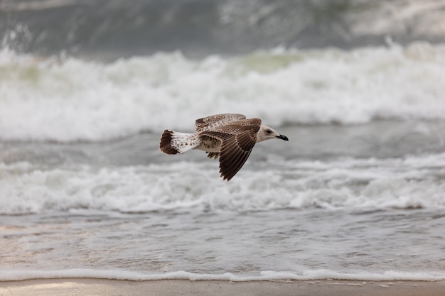 Seagull on the beach in flight