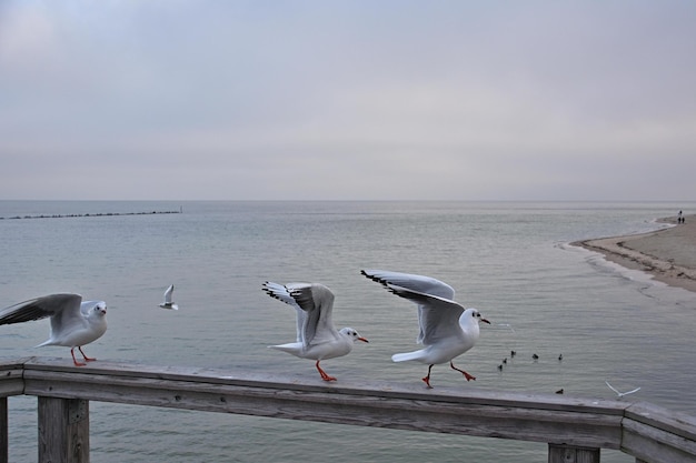 seagull on the beach