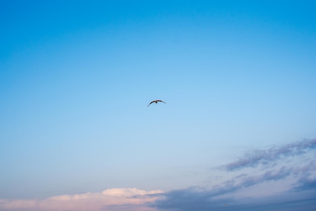 Seagull bird in flight against a blue sky with clouds