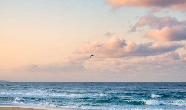 Seagull bird flying over tropical sea in colorful sky