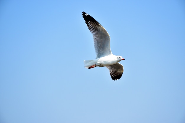 Seagull bird flying with blue sky background. 