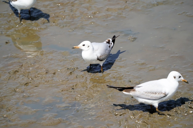 The Seagull birds on beach and mangrove forest in Thailand country.