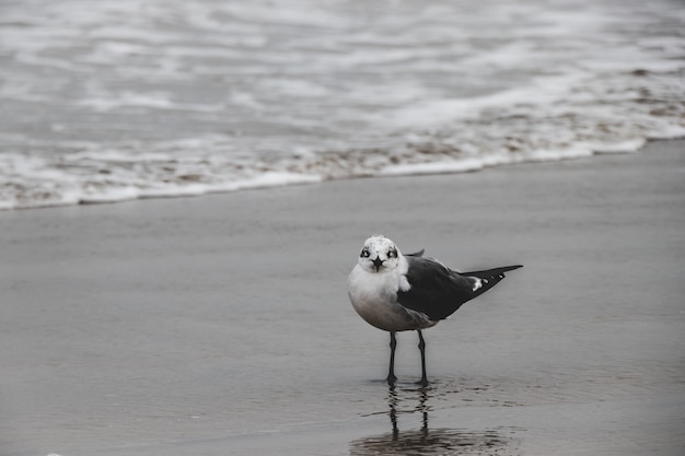 Seagull by the Ocean 