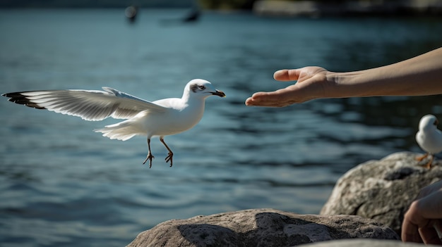 Seagull catching his food from a hand Generative ai