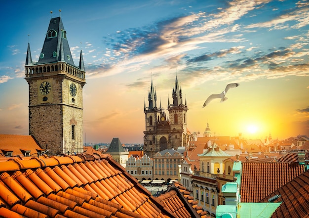 Seagull over cathedral