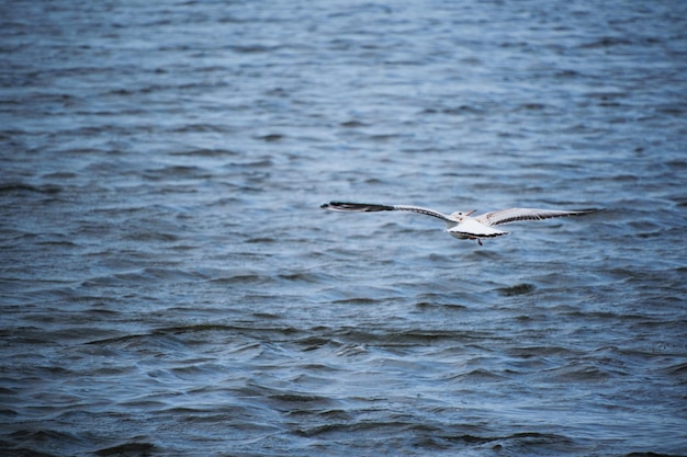 Seagull chick hovering over water