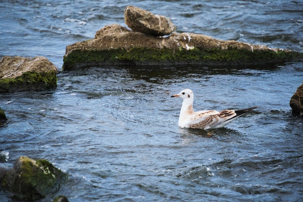 Seagull chick swims river near shore