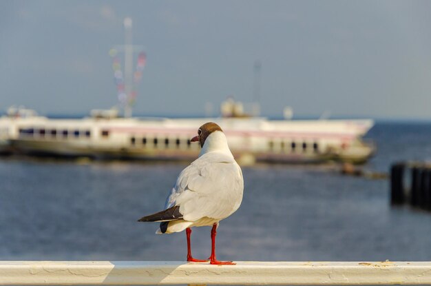 Seagull on the fence against the background of the sea.