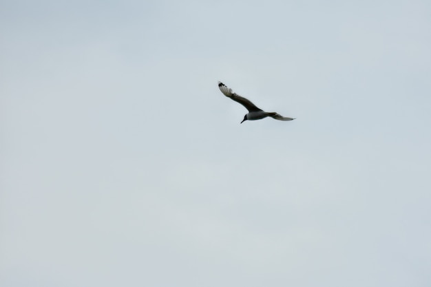 Seagull flies across the blue sky