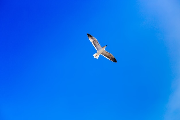 A seagull flies on the background of a blue cloudless sky