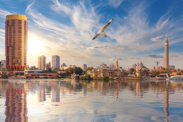 Photo seagull flies by cairo downtown tv tower and fashionable hotels in the harbour of the nile egypt