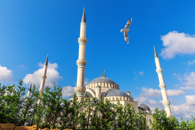 Seagull flies by Gorgeous new mosque of Istanbul the Camlica Mosque Turkey