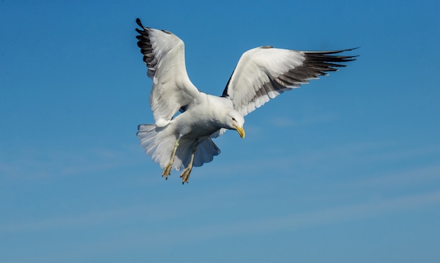 Seagull in flight against the blue sky