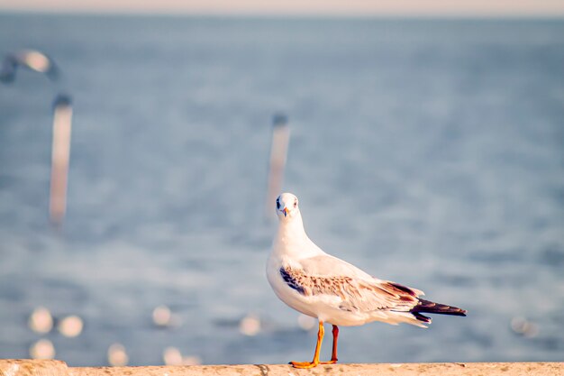 Seagull Flight, Sea Bird Flying Through Blue Sky Blue sea white bright tone