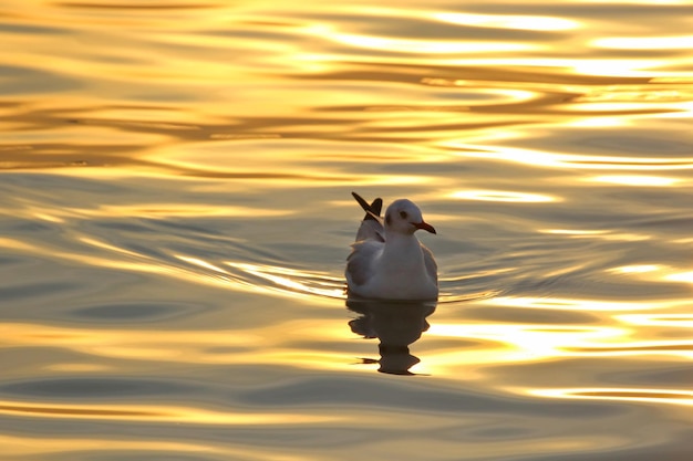 Seagull floating on the sea during sunset.