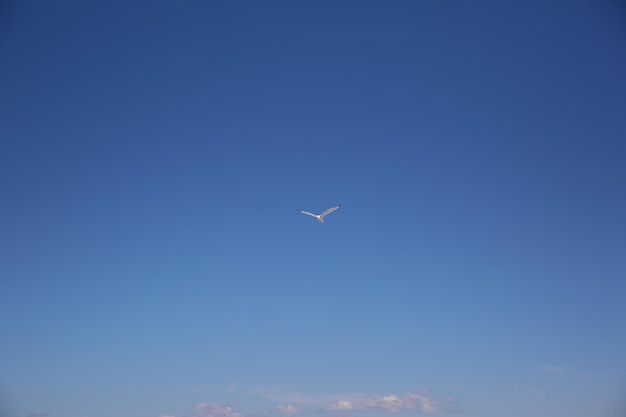 Seagull fly in the blue sky