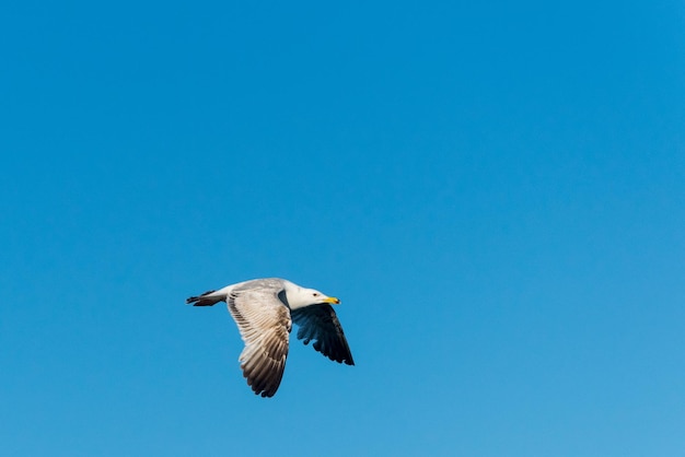 Seagull flying against the blue sky