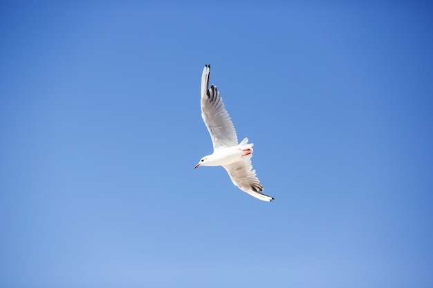 Seagull flying against the blue sky