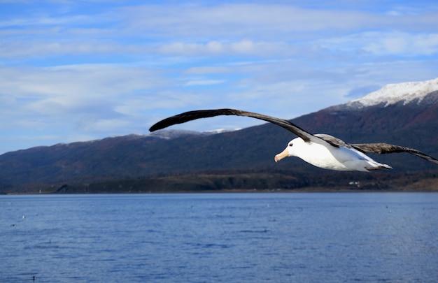 Seagull flying against snow capped mountain range, Beagle channel, Ushuaia, Argentina