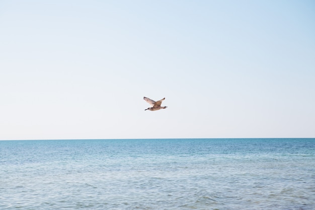 Seagull flying over the blue sea.