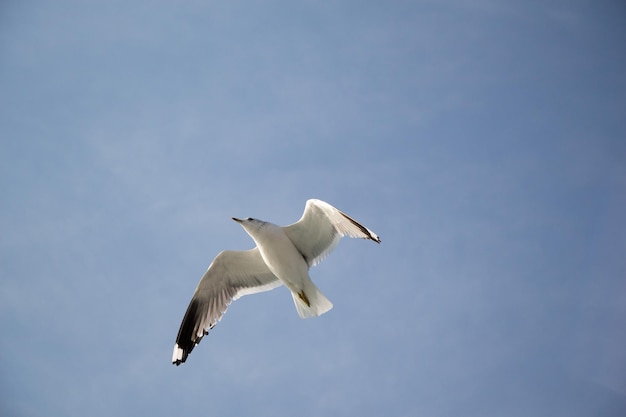 Seagull flying in blue sky